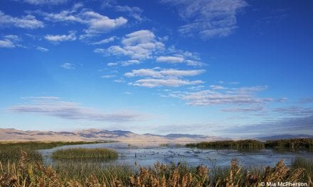 Bear River Migratory Bird Refuge