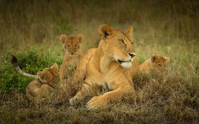 Big Cat Photos From The Wildlife Photo Contest