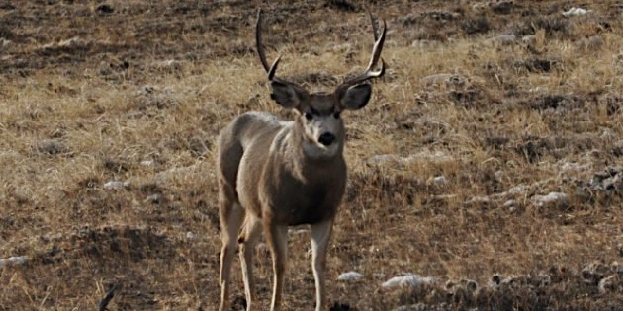 Biologists Studying Utah’s Antelope Island Mule Deer Herd through Radio Collar Study