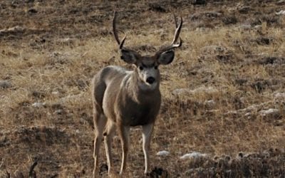 Biologists Studying Utah’s Antelope Island Mule Deer Herd through Radio Collar Study