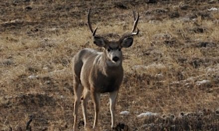 Biologists Studying Utah’s Antelope Island Mule Deer Herd through Radio Collar Study