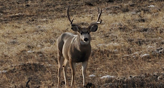 Antelope Island Mule Deer