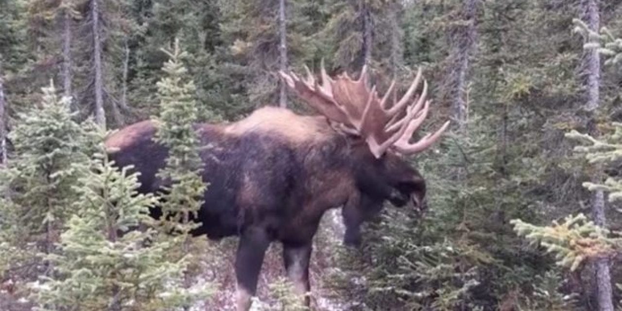 Bull Moose Footage Gets You Up Close With the Largest Member of the Deer Family