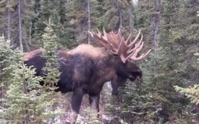 Bull Moose Footage Gets You Up Close With the Largest Member of the Deer Family