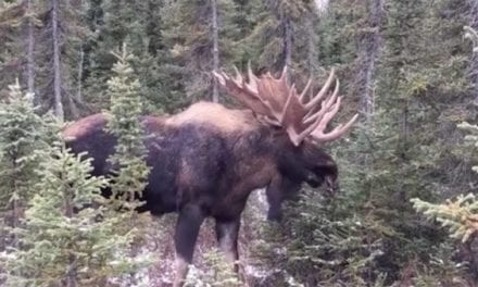 Bull Moose Footage Gets You Up Close With the Largest Member of the Deer Family