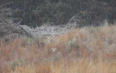 Deer Opener