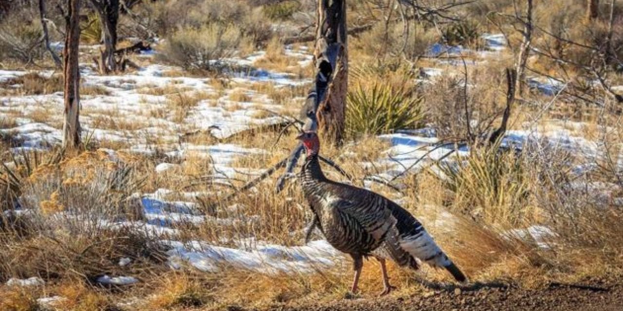 Fall Turkey Hunting: 4 Tips That Ought to Work Wonders This Time of Year