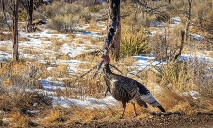 Fall Turkey Hunting: 4 Tips That Ought to Work Wonders This Time of Year