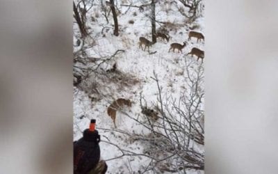 Field Test: Watch the WyndScent Grenade Draw Deer in Close