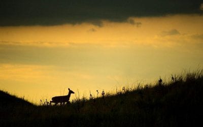 Find Does, Find Bucks
