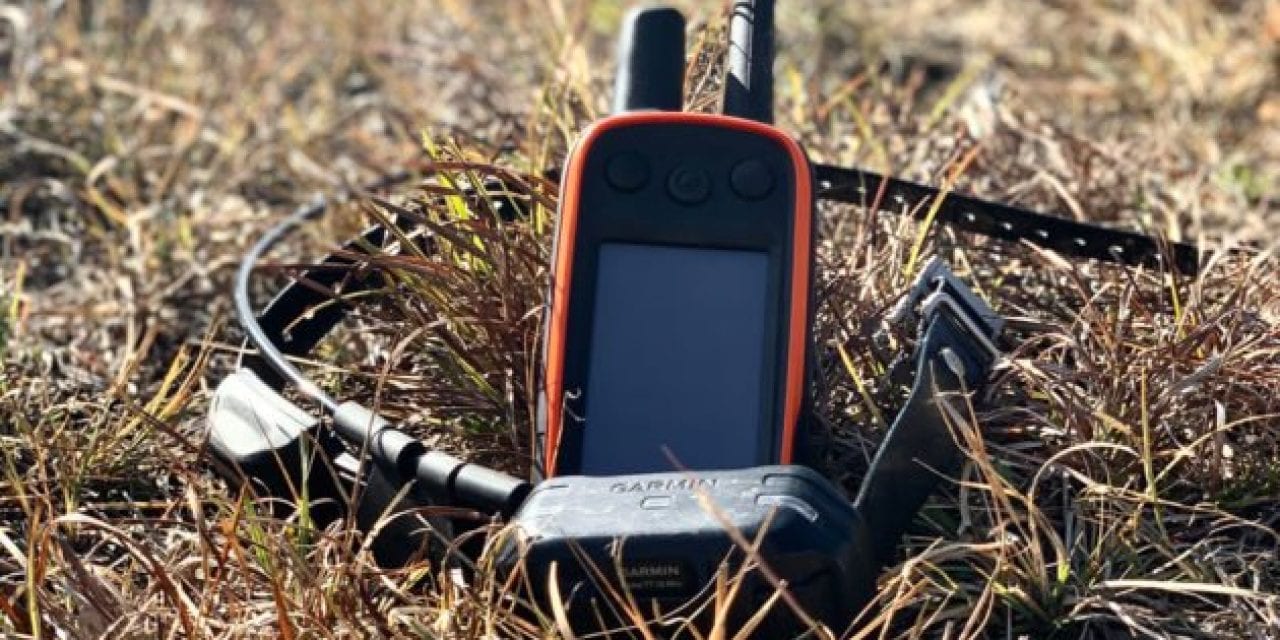 Garmin Alpha 100: The GPS Training Collar That Turned My Pup Into a Hunting Dog