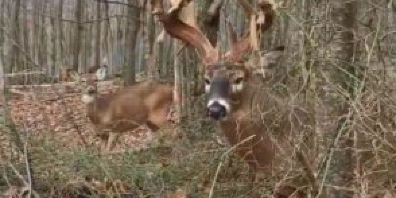 If You Get Close to a Mature Buck and He Makes a Snort Wheeze Like This, Leave