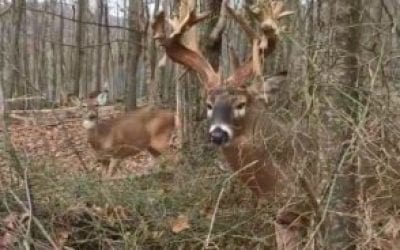 If You Get Close to a Mature Buck and He Makes a Snort Wheeze Like This, Leave