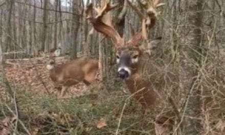 If You Get Close to a Mature Buck and He Makes a Snort Wheeze Like This, Leave