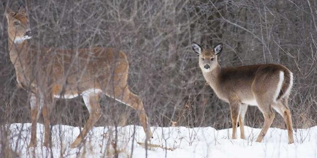 Is It Okay to Shoot a Doe with Fawns?