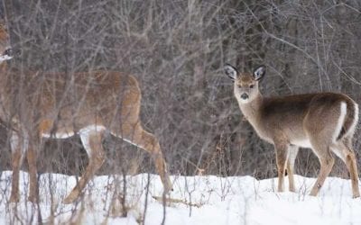 Is It Okay to Shoot a Doe with Fawns?