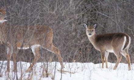 Is It Okay to Shoot a Doe with Fawns?