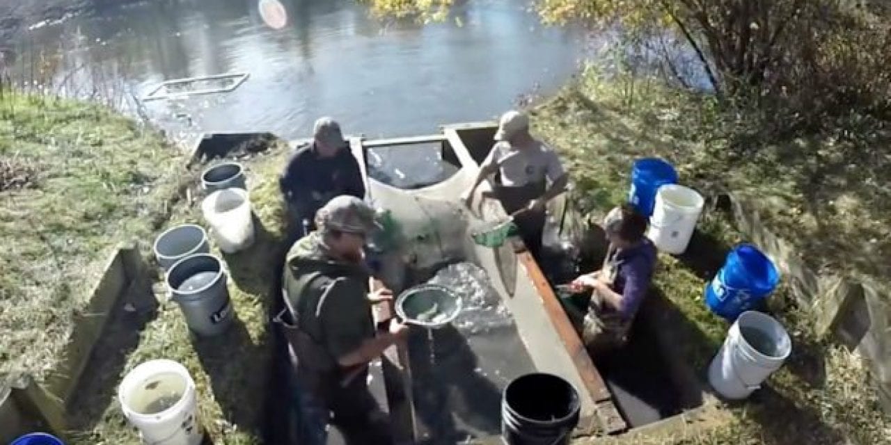 It’s Time to Find Out if a Walleye Pond Actually Works