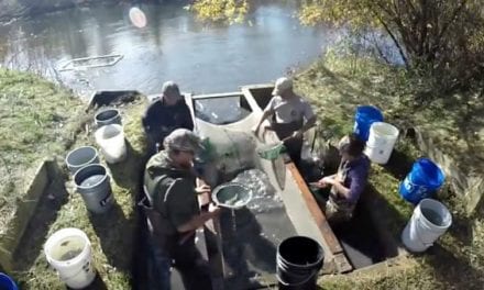 It’s Time to Find Out if a Walleye Pond Actually Works