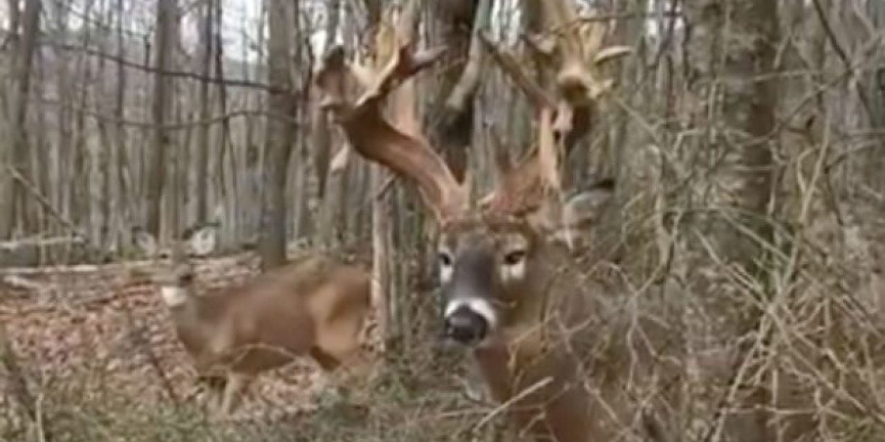 Man Gets Dangerously Close to a Mature Buck, Provokes a Snort-Wheeze