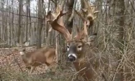 Man Gets Dangerously Close to a Mature Buck, Provokes a Snort-Wheeze