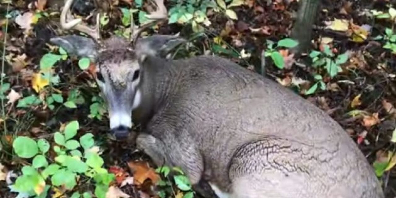 Man Gets Way Too Close to This Buck, Gets Attacked