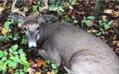Man Gets Way Too Close to This Buck, Gets Attacked