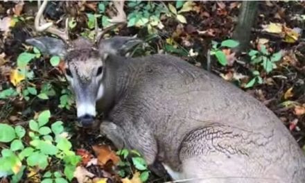 Man Gets Way Too Close to This Buck, Gets Attacked