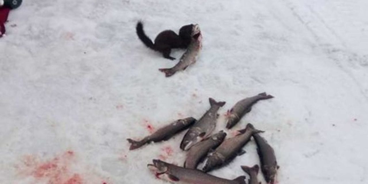 Mischievous Mink Tries to Steal Fish in Broad Daylight