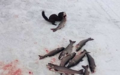 Mischievous Mink Tries to Steal Fish in Broad Daylight