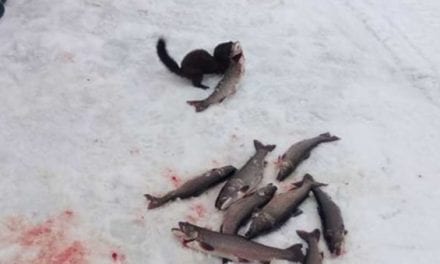 Mischievous Mink Tries to Steal Fish in Broad Daylight