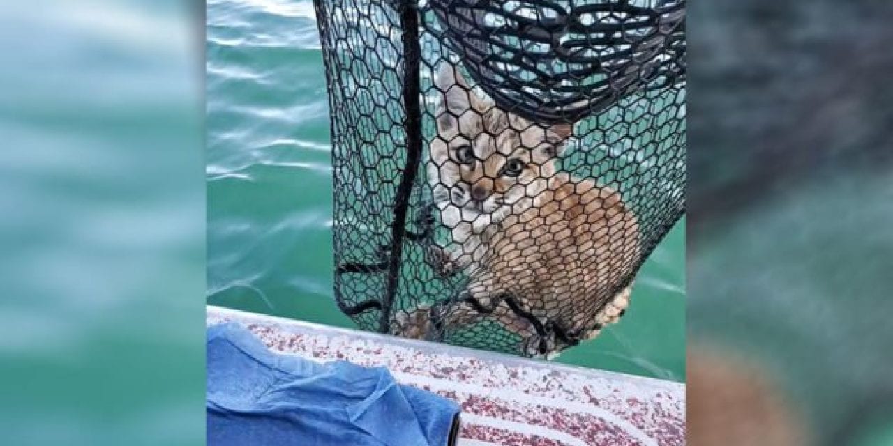 Montana Anglers Find Bobcat Thrashing in Lake, Release It on Shore