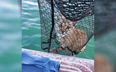 Montana Anglers Find Bobcat Thrashing in Lake, Release It on Shore