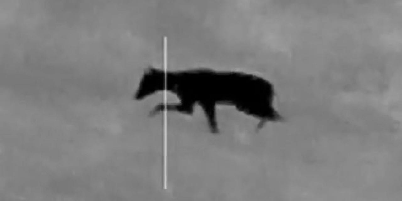 Night Hunter Shoots a Strange Animal and Some People Think It’s a Chupacabra