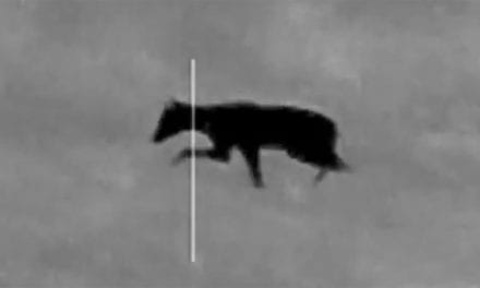 Night Hunter Shoots a Strange Animal and Some People Think It’s a Chupacabra