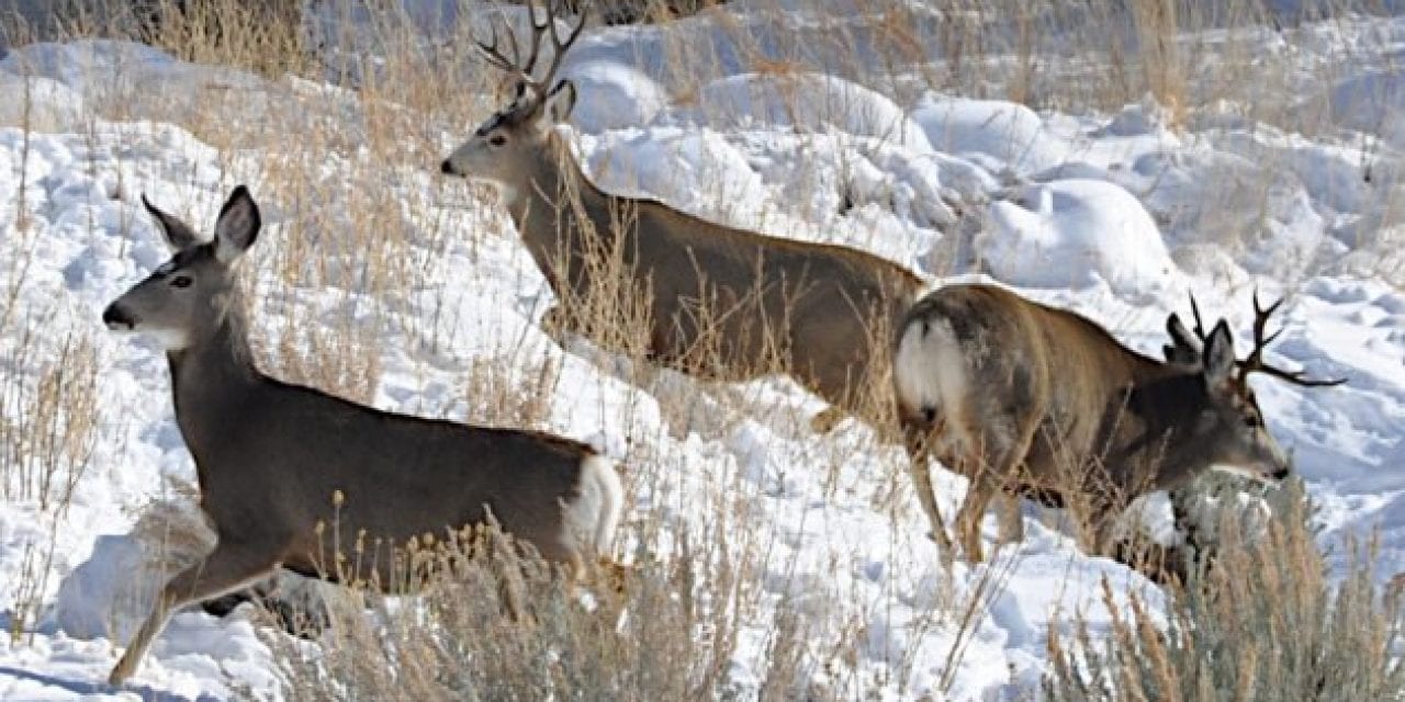 Noises of November: All the Sounds We Love to Hear in the Peak of the Fall Hunting Season