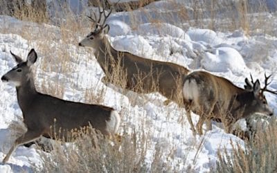 Noises of November: All the Sounds We Love to Hear in the Peak of the Fall Hunting Season