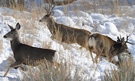 Noises of November: All the Sounds We Love to Hear in the Peak of the Fall Hunting Season