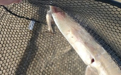 Notable Fish