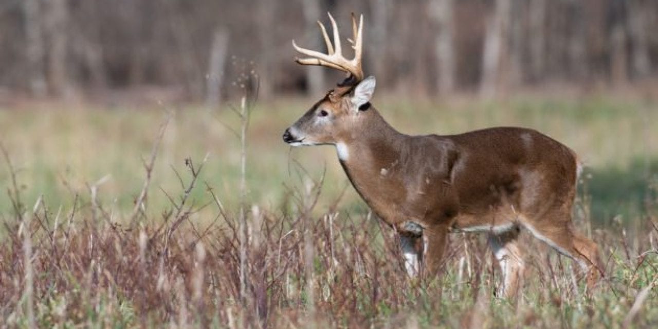Photo of 3-Antlered Deer Shared Online By Former Michigan Legislator
