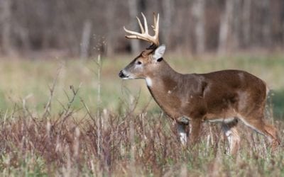 Photo of 3-Antlered Deer Shared Online By Former Michigan Legislator