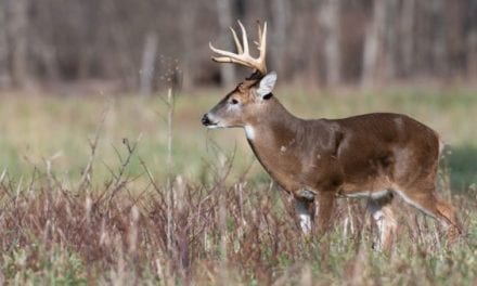 Photo of 3-Antlered Deer Shared Online By Former Michigan Legislator