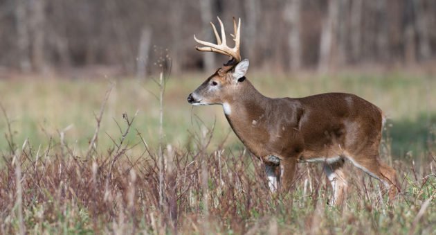 three antler buck