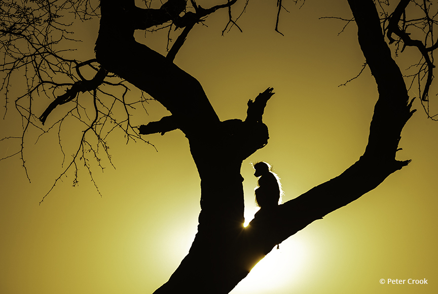 Today’s Photo Of The Day is “Warming Up” by Peter Crook. Location: Savuti, Chobe National Park, Botswana.