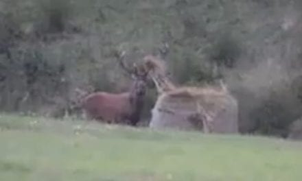 Red Stag Attacks a Hay Bale and Tosses It Around