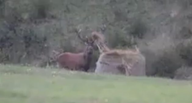 bull elk