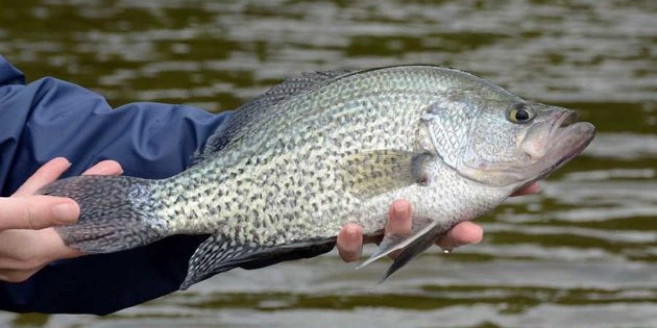 The 12 Best Panfish Lures You Can Buy