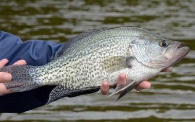 The 12 Best Panfish Lures You Can Buy