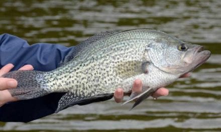 The 12 Best Panfish Lures You Can Buy