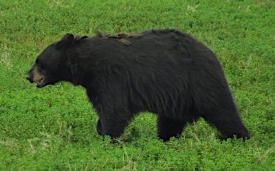 The 5 Best Black Bear Hunting States